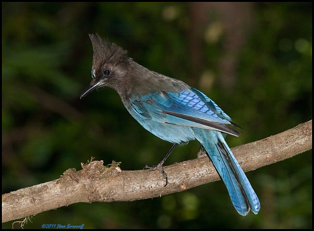 _1SB6224 stellers jay.jpg